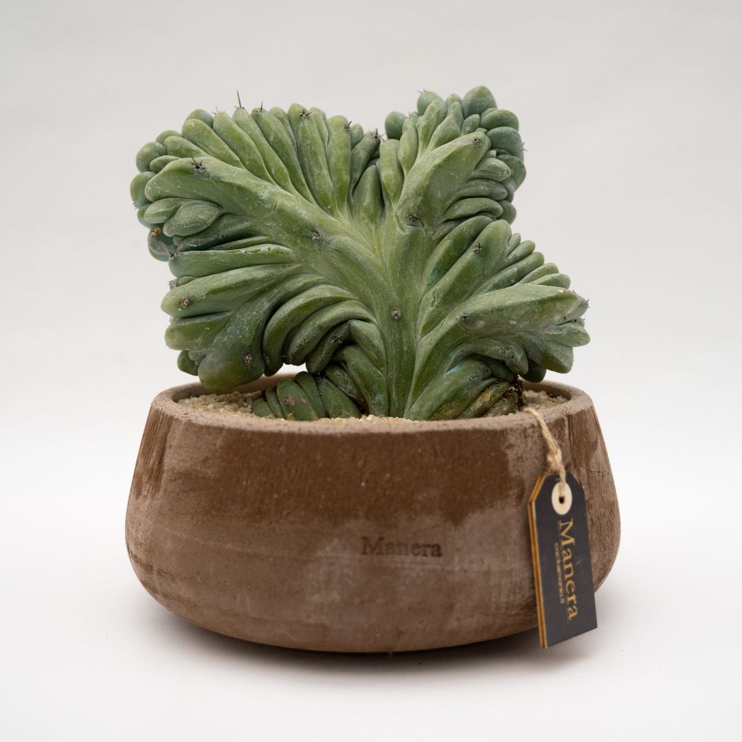 Myrtillocactus geometrizans crestato - Manera Line Choco 1301