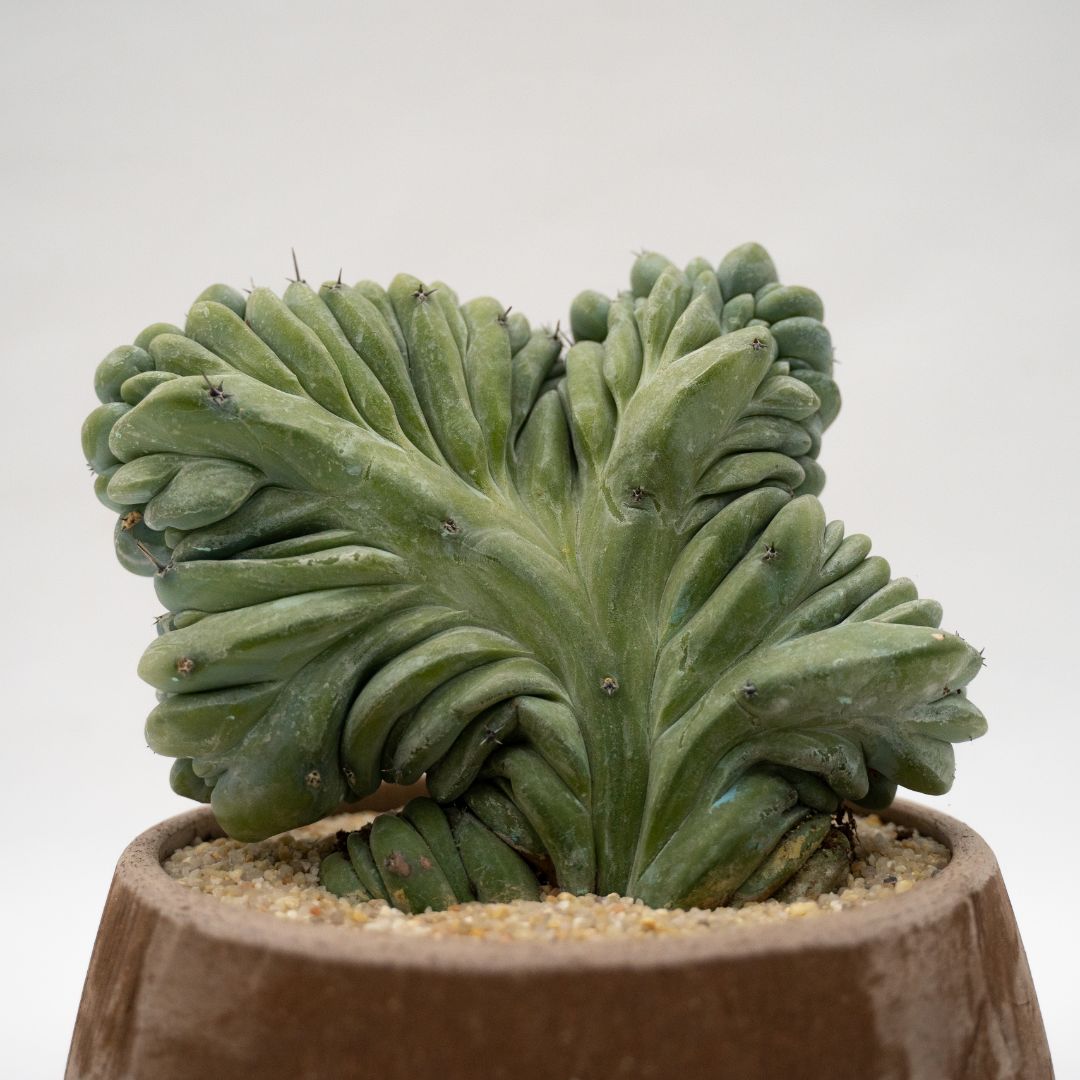 Myrtillocactus geometrizans crestato - Manera Line Choco 1301