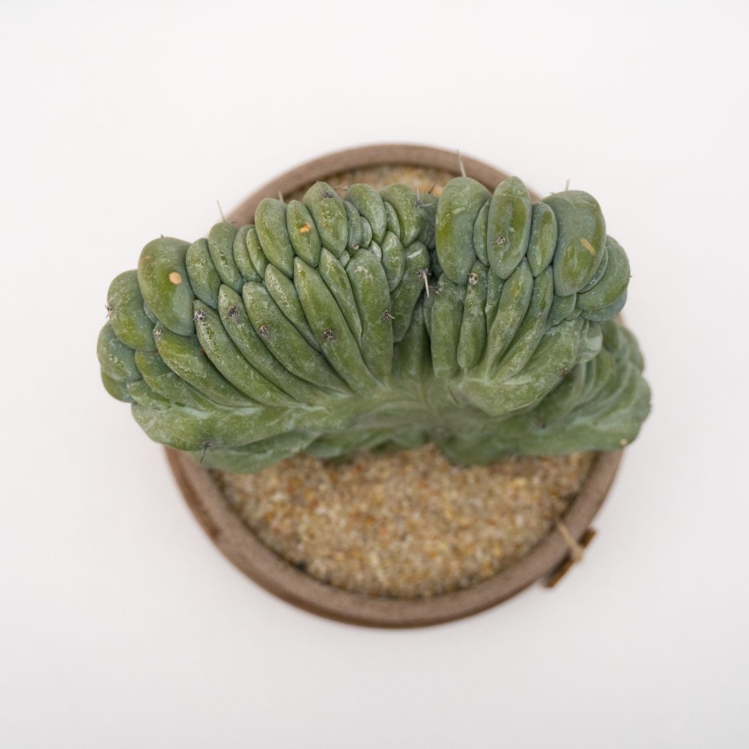 Myrtillocactus geometrizans crestato - Manera Line Choco 1301