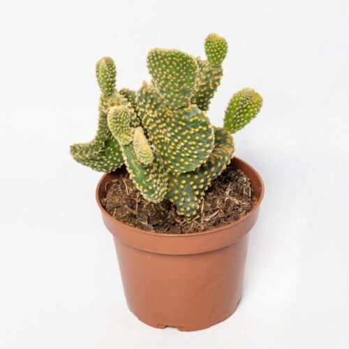 Opuntia microdasys yellow crestata Ø 12 cm