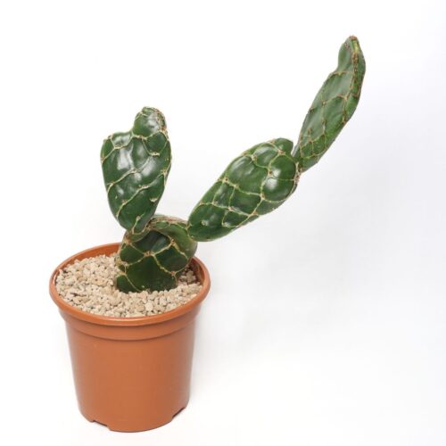 Opuntia zebrina reticulata Ø 14 cm