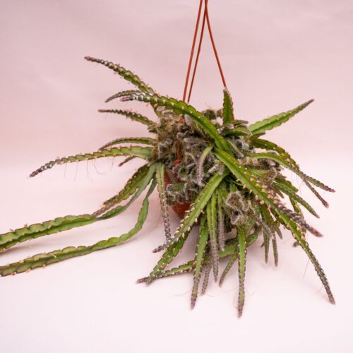 Rhipsalis cruciformis crestato Ø 14 cm 910F