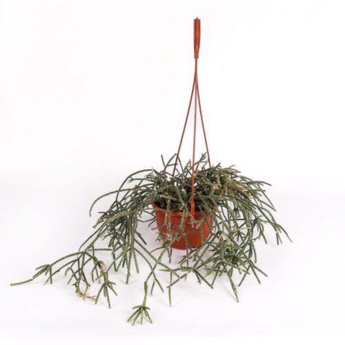 Rhipsalis pilocarpa Ø 14 cm