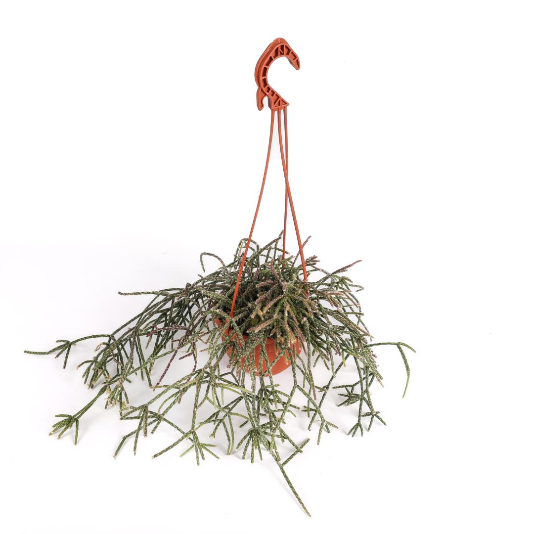 Rhipsalis pilocarpa Ø 14 cm