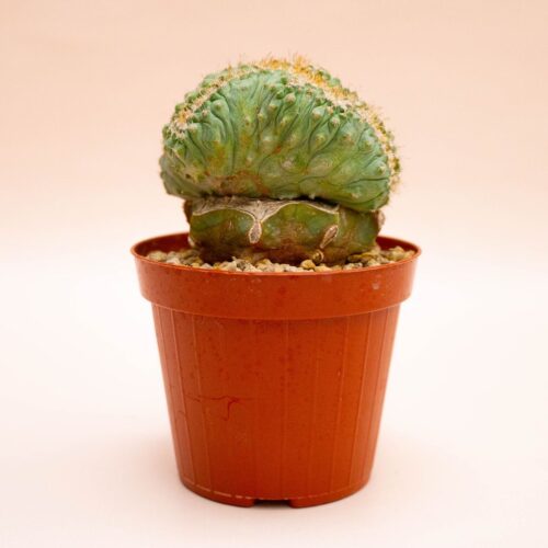 Strombocactus disciformis crestato monstruoso Ø 12 cm