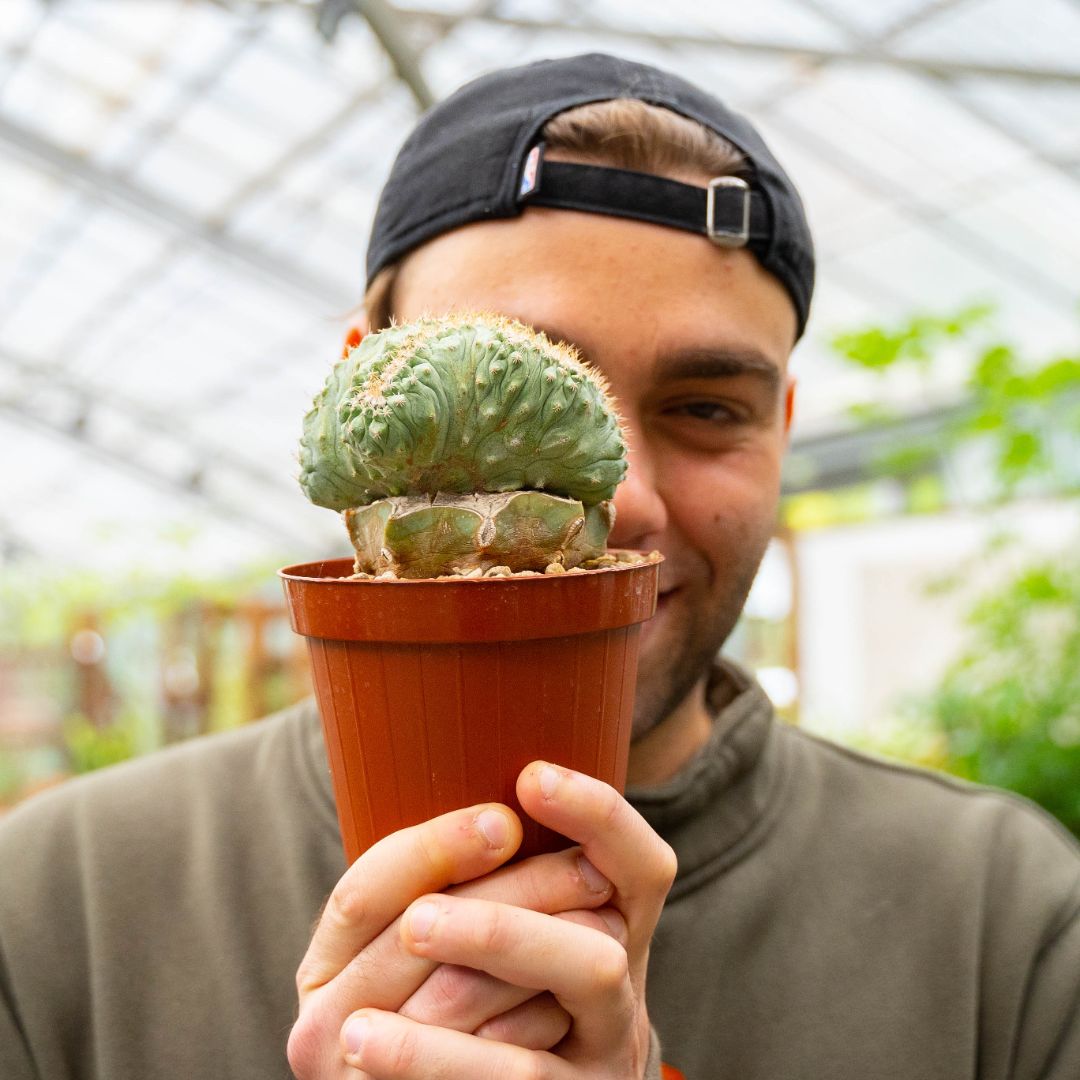 Strombocactus disciformis crestato monstruoso Ø 12 cm