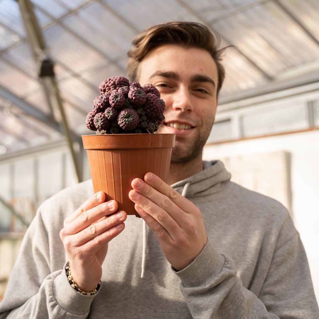 Sulcorebutia rauschii Ø 15 cm - 1310