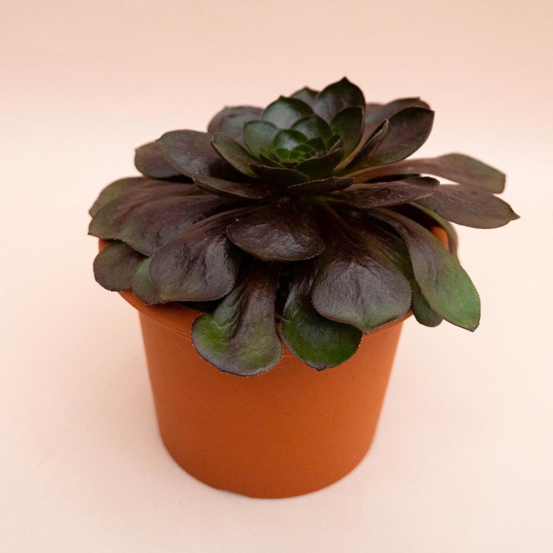 X Semponium Destiny Ø 13 cm