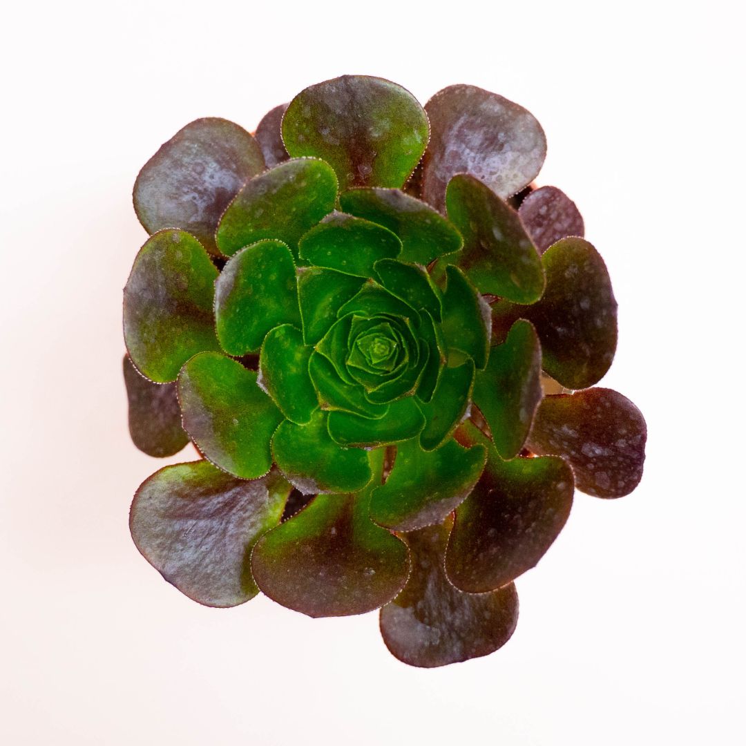 x Semponium Destiny Ø 12 cm