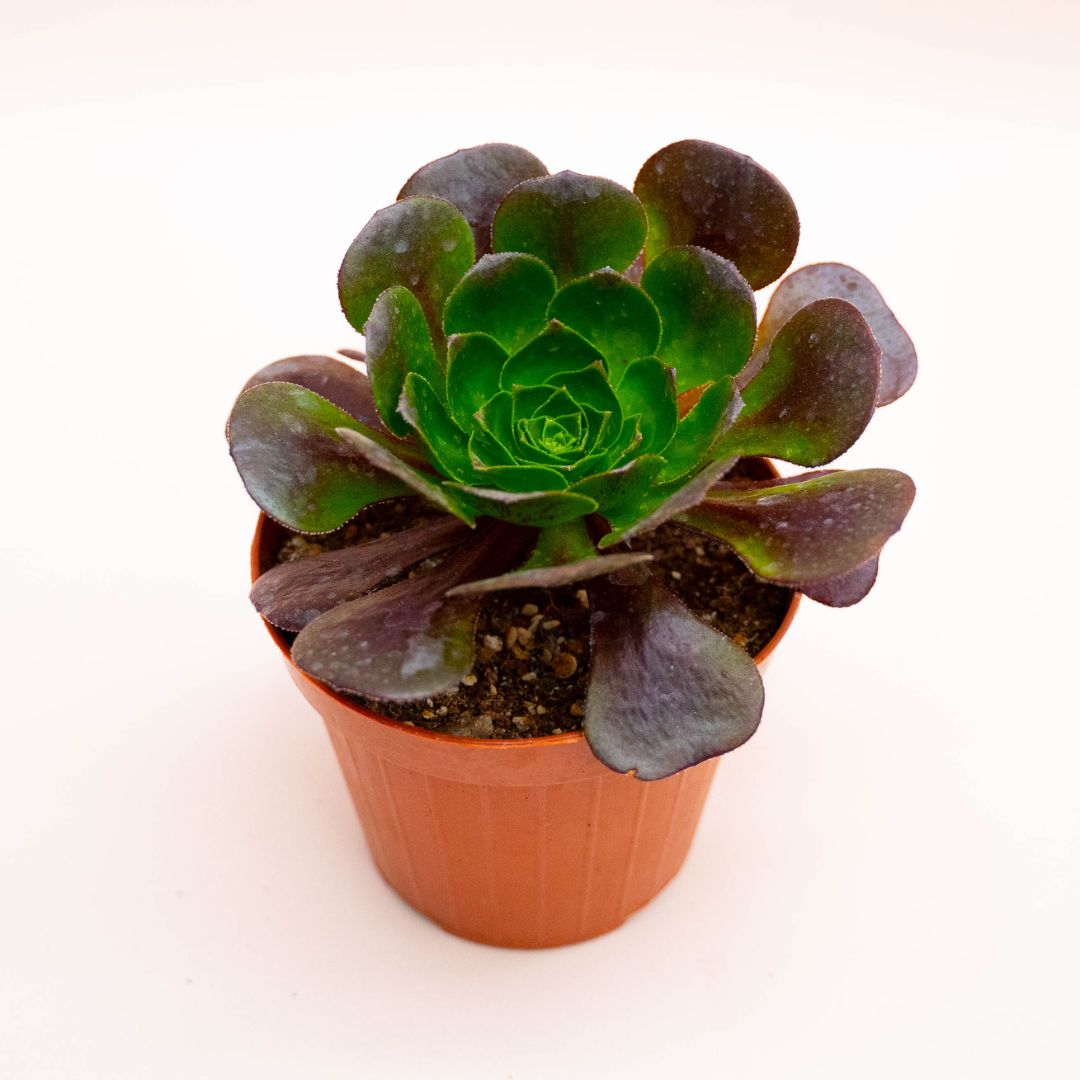 x Semponium Destiny Ø 12 cm