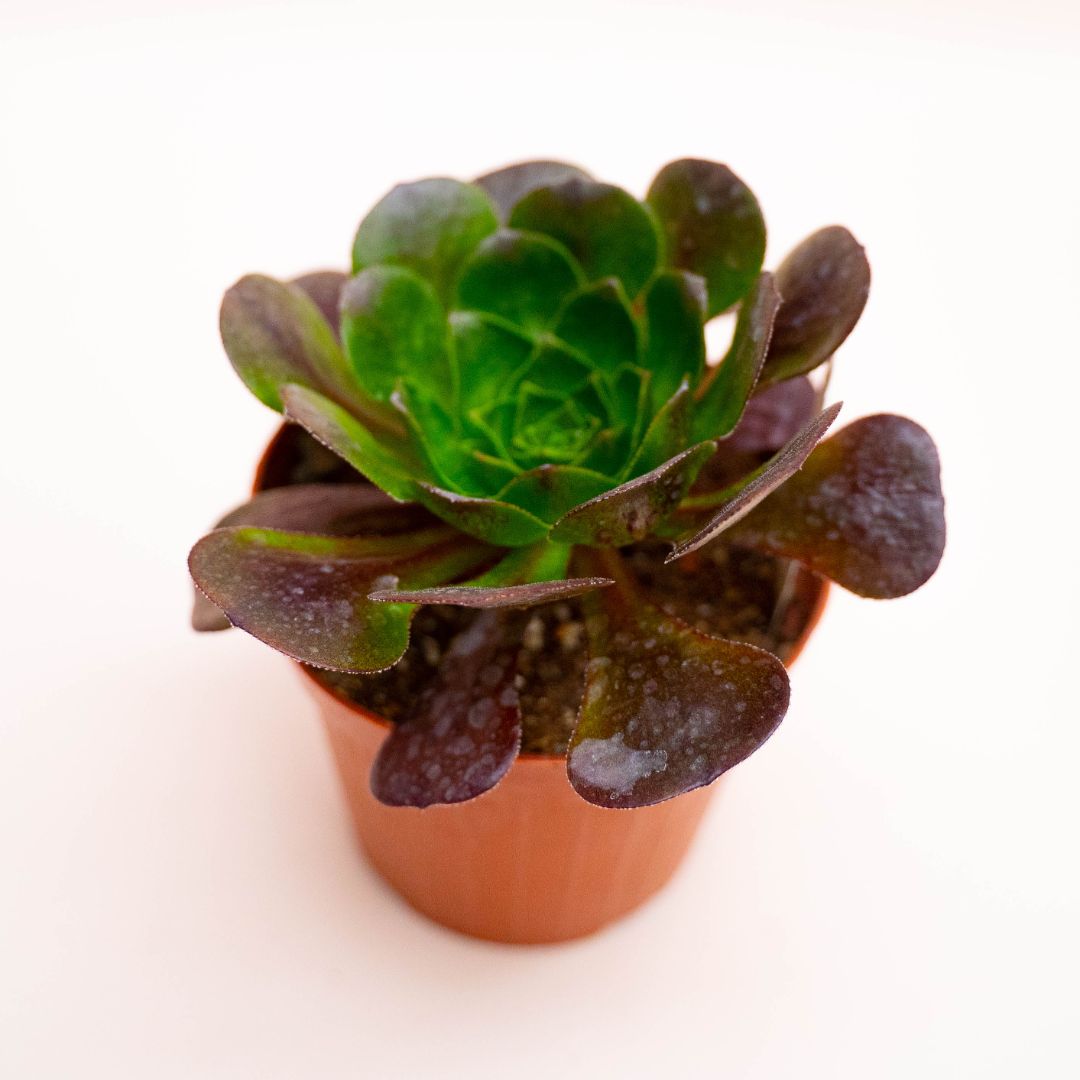 x Semponium Destiny Ø 12 cm
