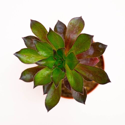 x Semponium Mrs. Frosty Ø 12 cm