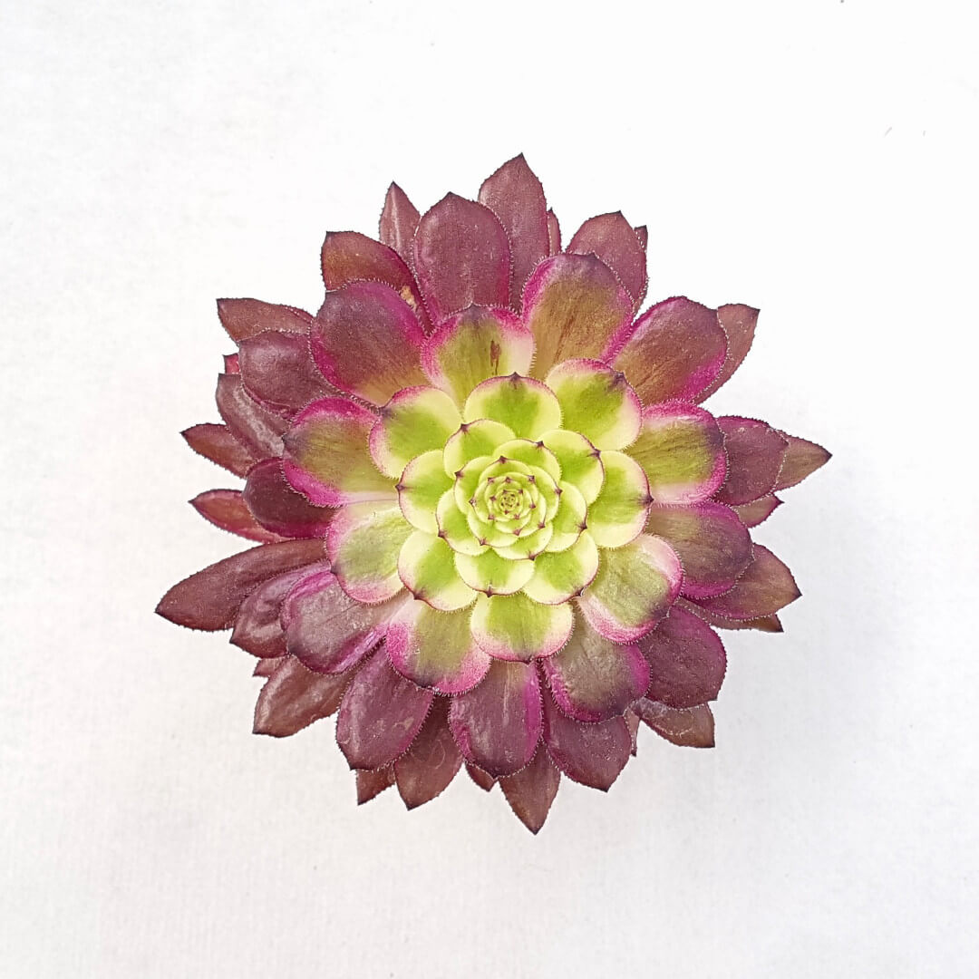 Aeonium arboreum 'Mardi Gras'