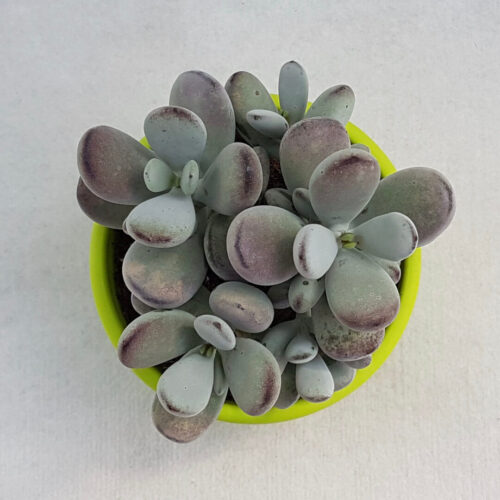 Cotyledon orbiculata Ø 13 cm