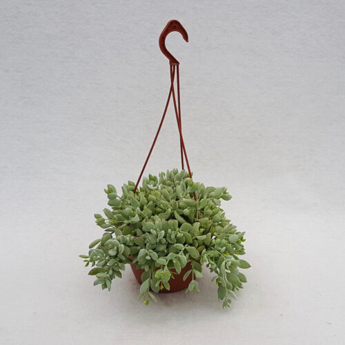 Cotyledon pendens Ø 14 cm