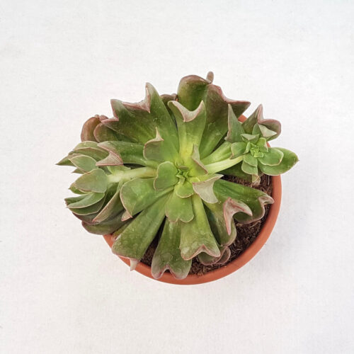 Echeveria Diablo Strength Ø 18 cm