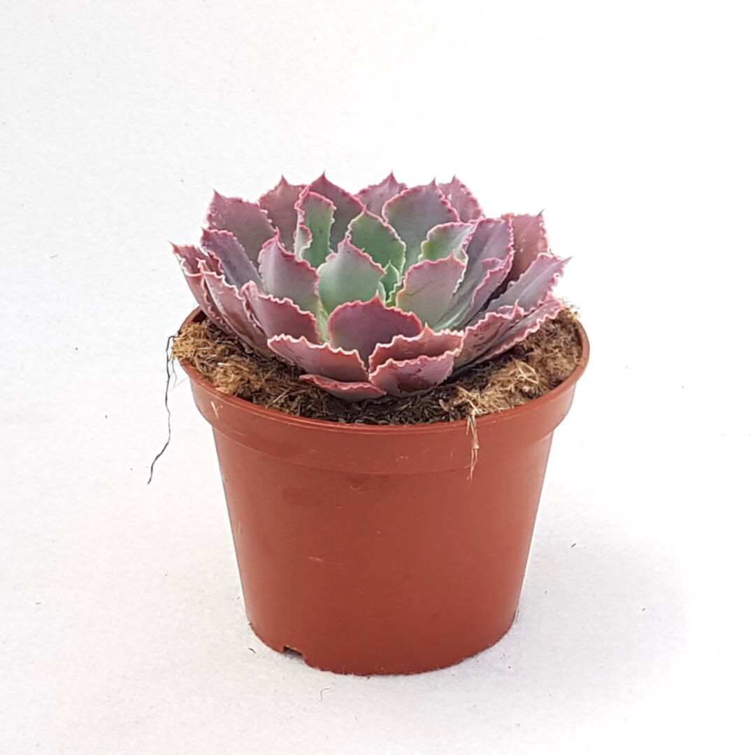Echeveria 'Neon Breakers' Ø 13 cm