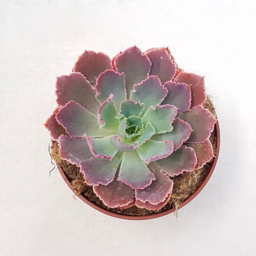 Echeveria 'Neon Breakers' Ø 13 cm