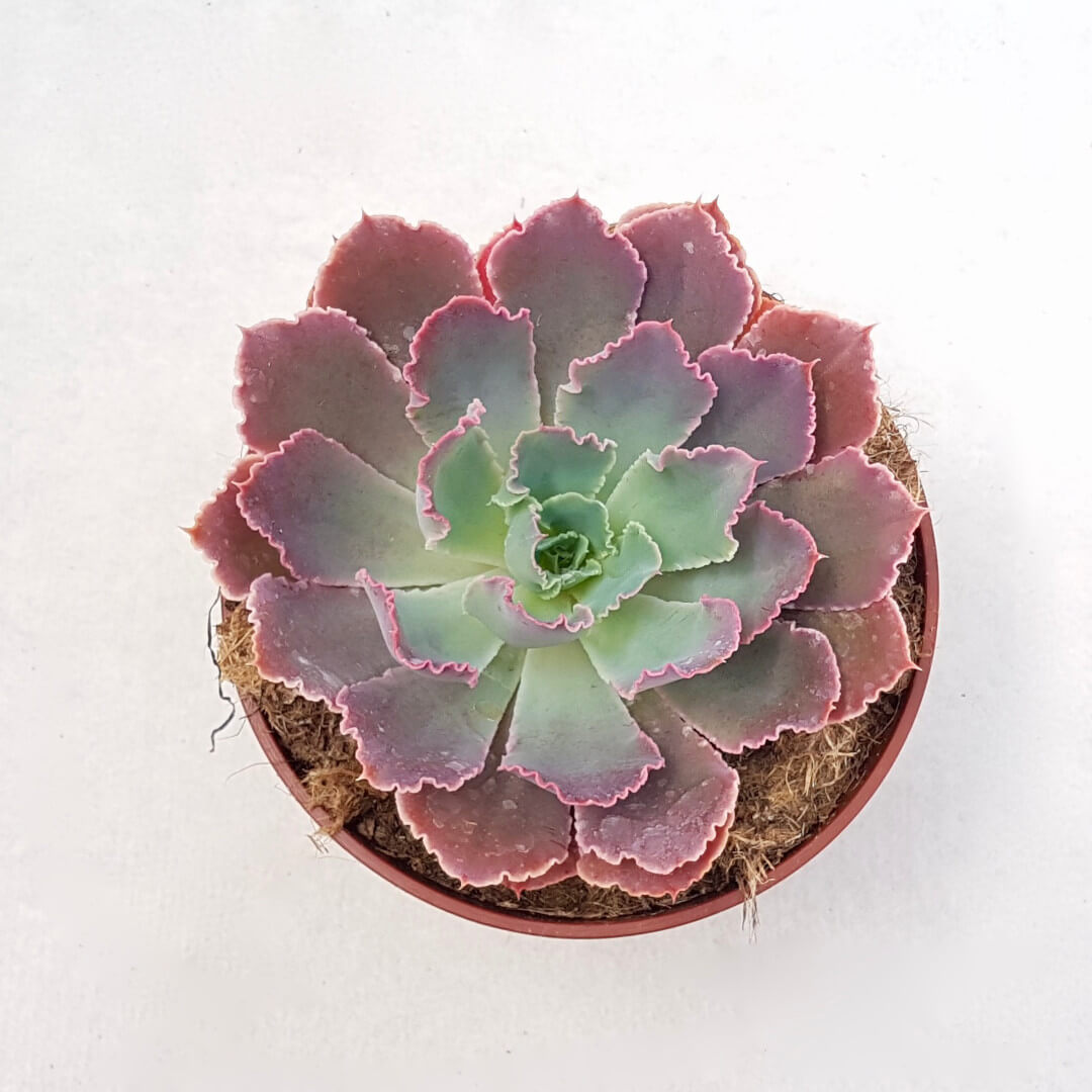 Echeveria 'Neon Breakers' Ø 13 cm