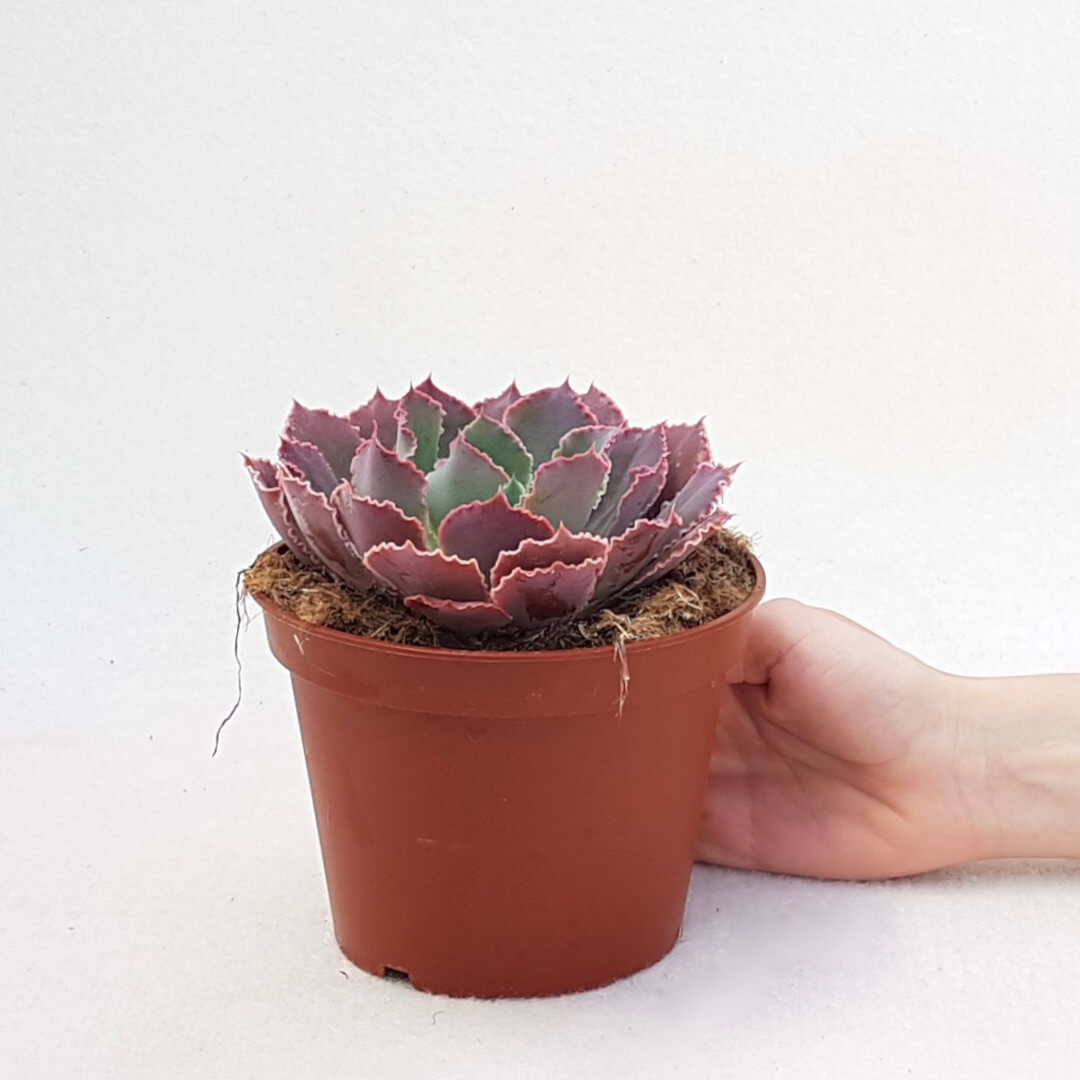 Echeveria 'Neon Breakers' Ø 13 cm