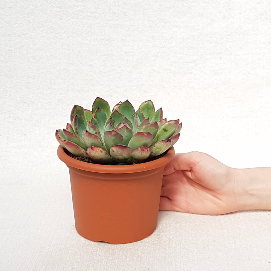 Echeveria sitifukumiama Ø 13 cm