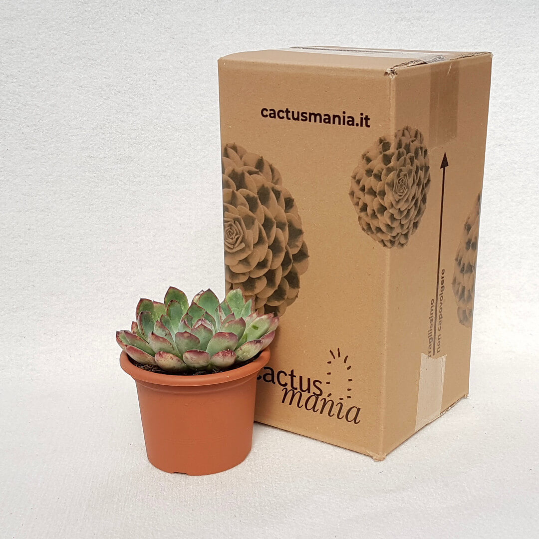 Echeveria sitifukumiama Ø 13 cm