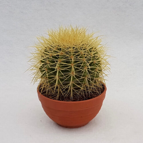 Echinocactus grusonii vaso Ø 13