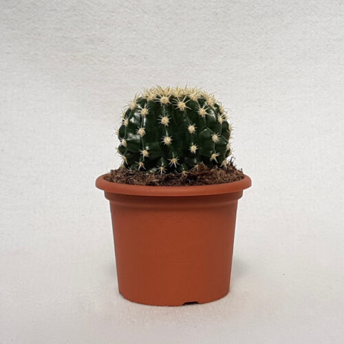 Echinocactus grusonii intermedius uncinatus Ø 13 cm