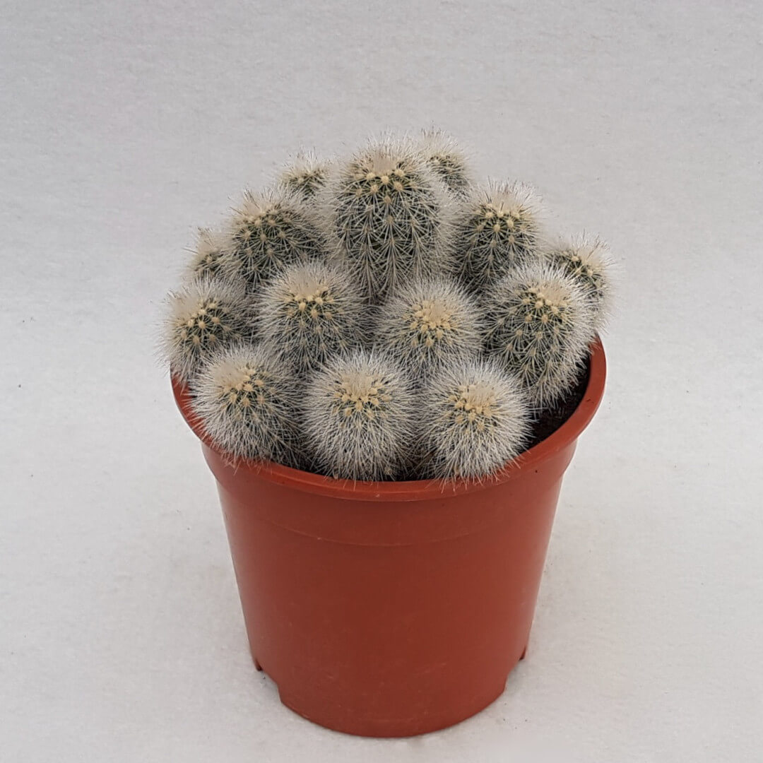 Echinocereus nivosus Ø 17