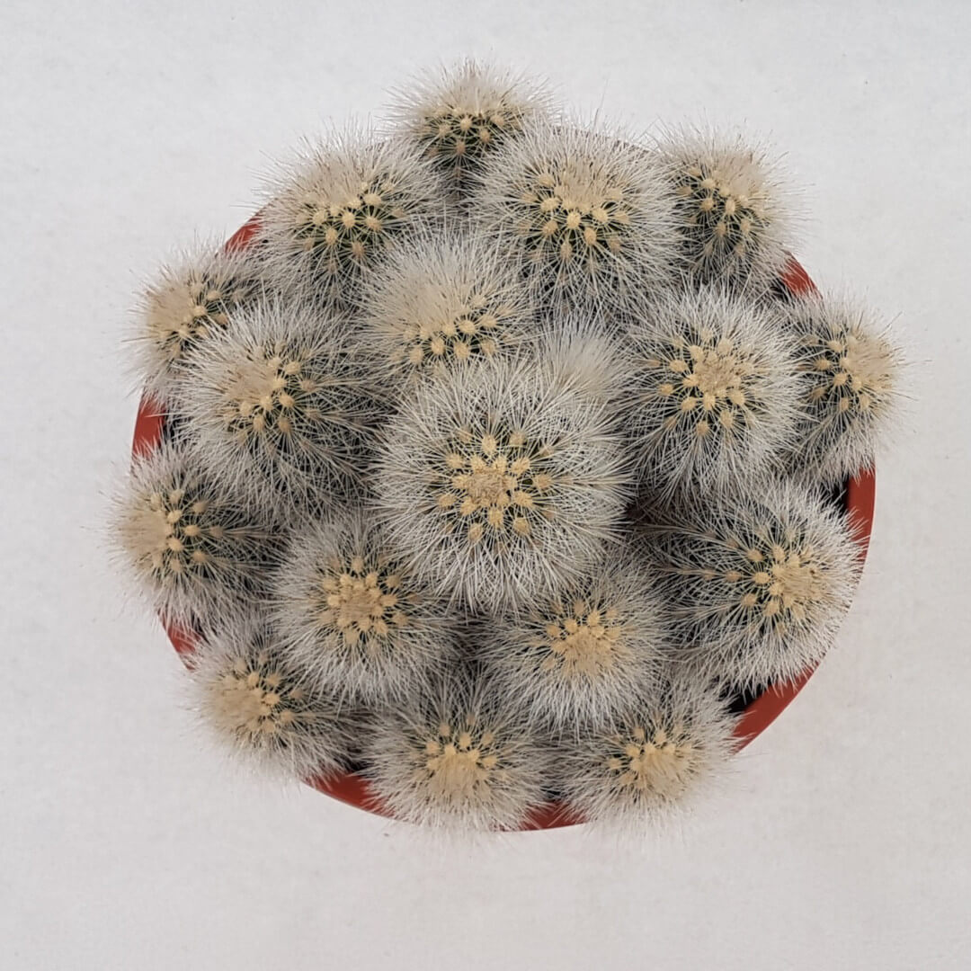 Echinocereus nivosus Ø 17