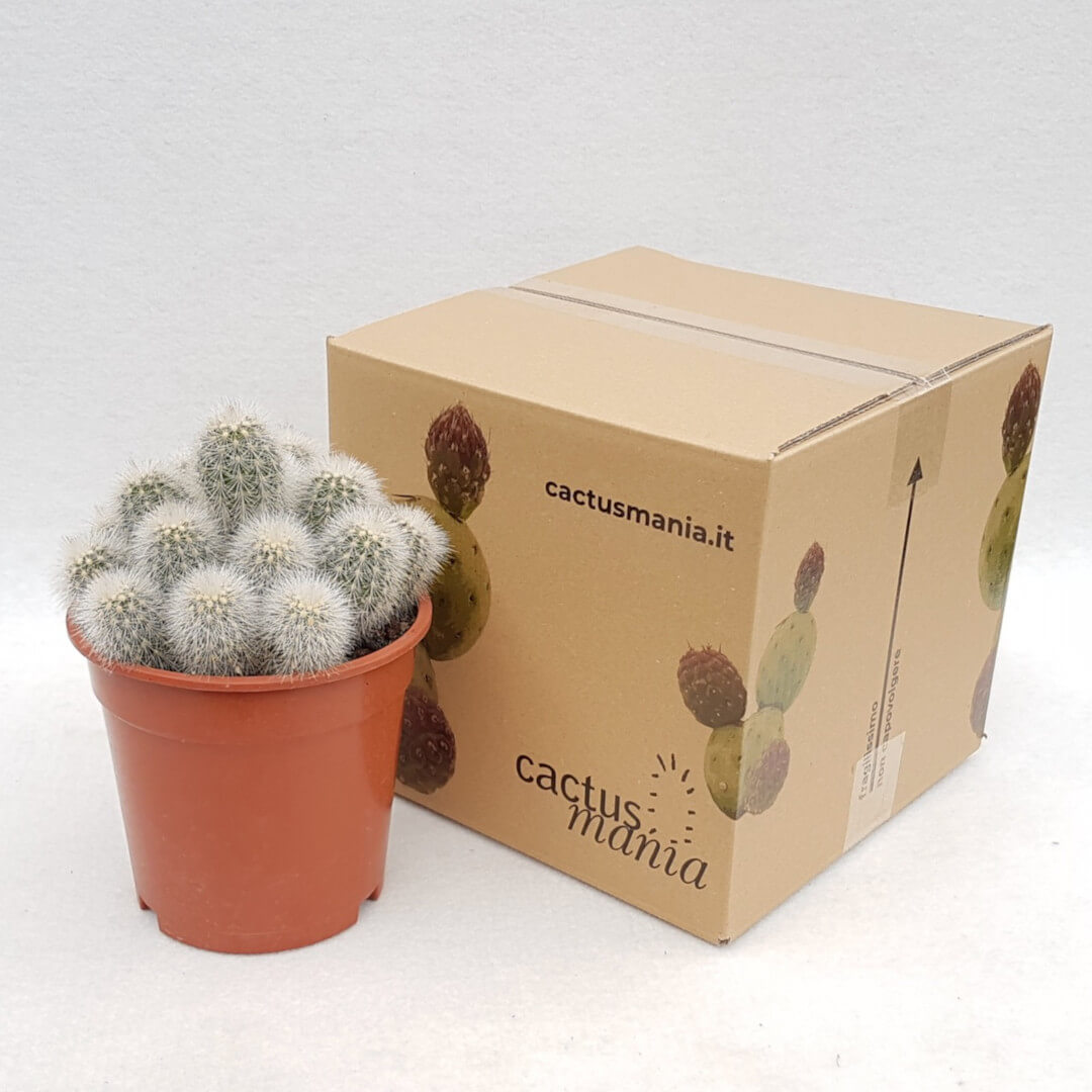 Echinocereus nivosus