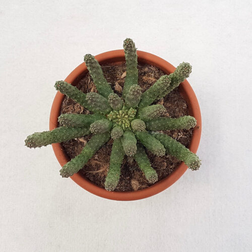 Euphorbia inermis Ø 13