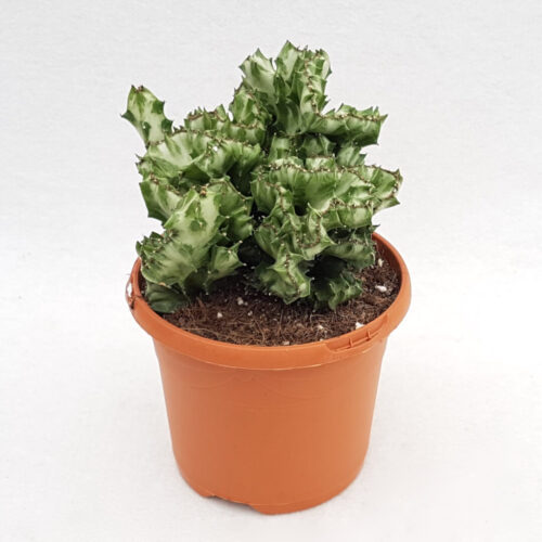 Euphorbia lactea f. cristata Ø 17