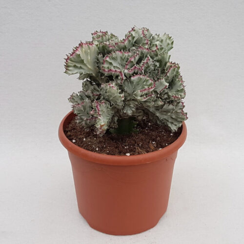 Euphorbia lactea f. cristata variegated Ø 26