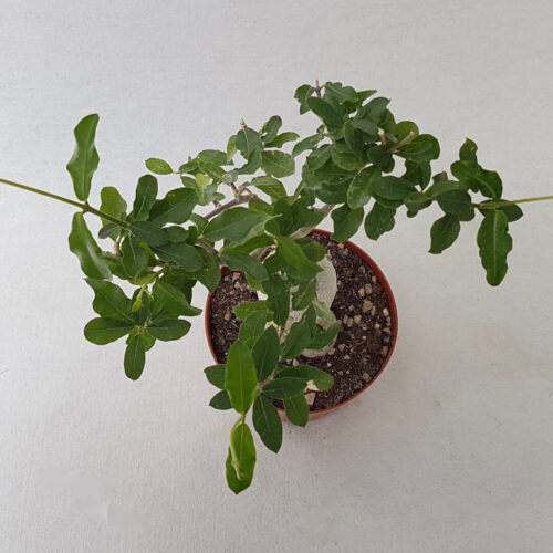 Fockea edulis Ø 14 cm