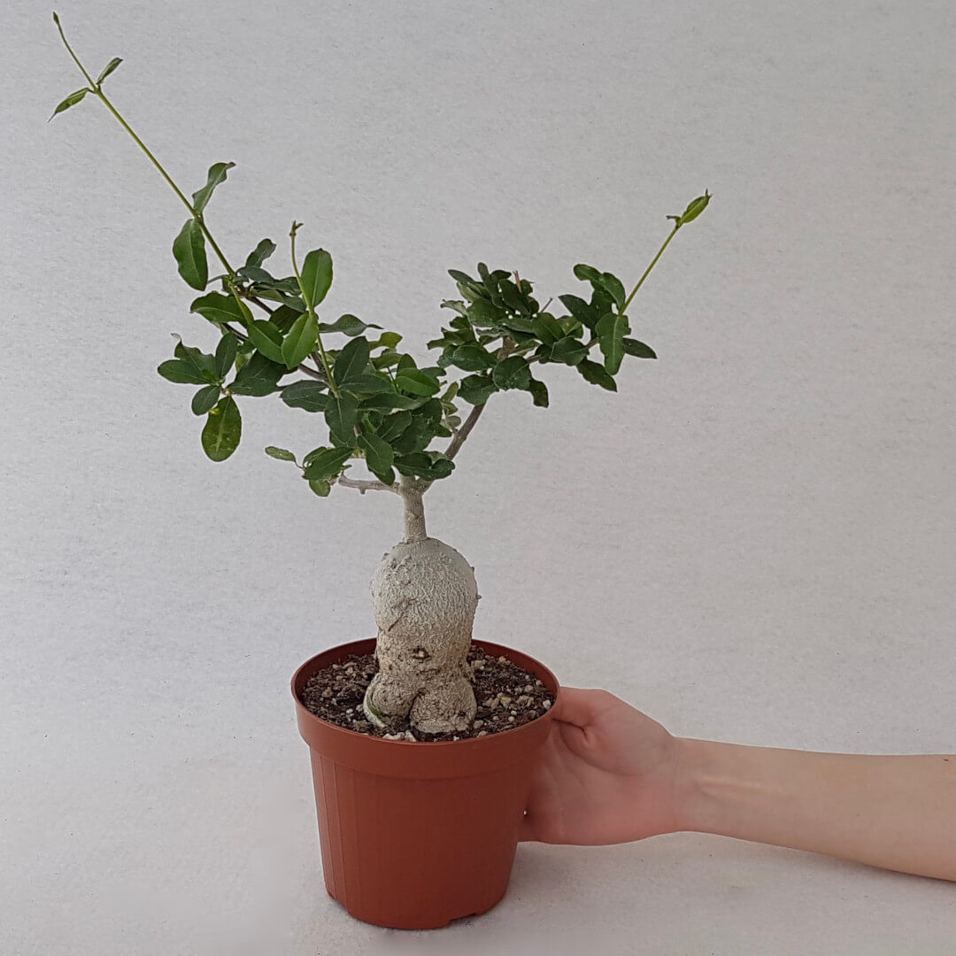 sobni bonsai Juniperus sabina Yamadori bonsai No.1 – Bonsai Lab