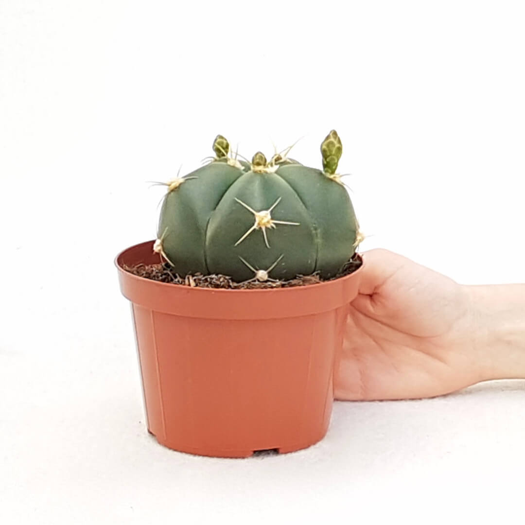 Gymnocalycium horstii vaso  12 - Cactusmania