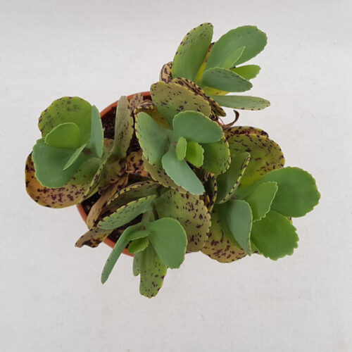 Kalanchoe marmorata vaso Ø 17