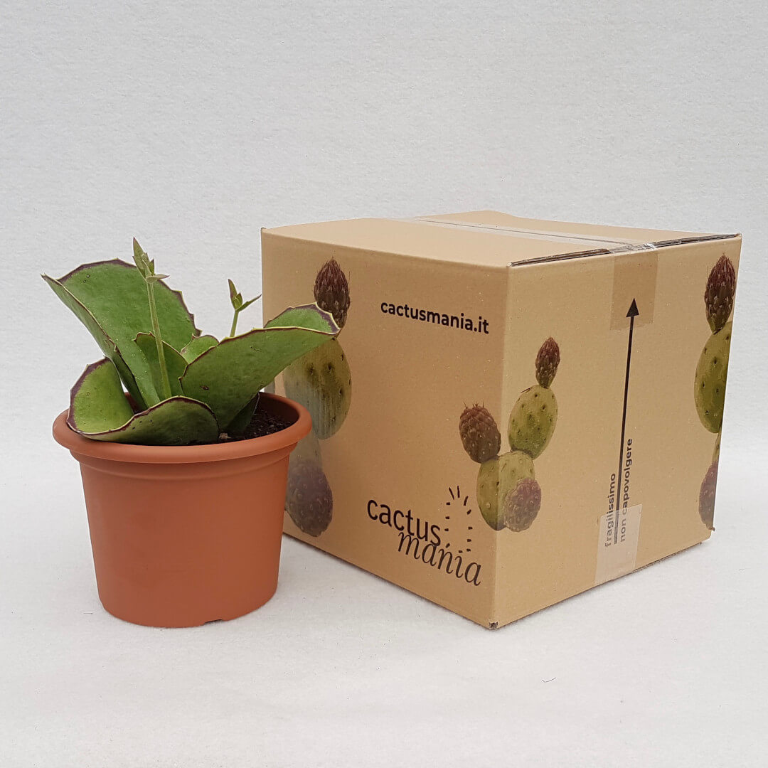 Kalanchoe synsepala Ø 18 cm