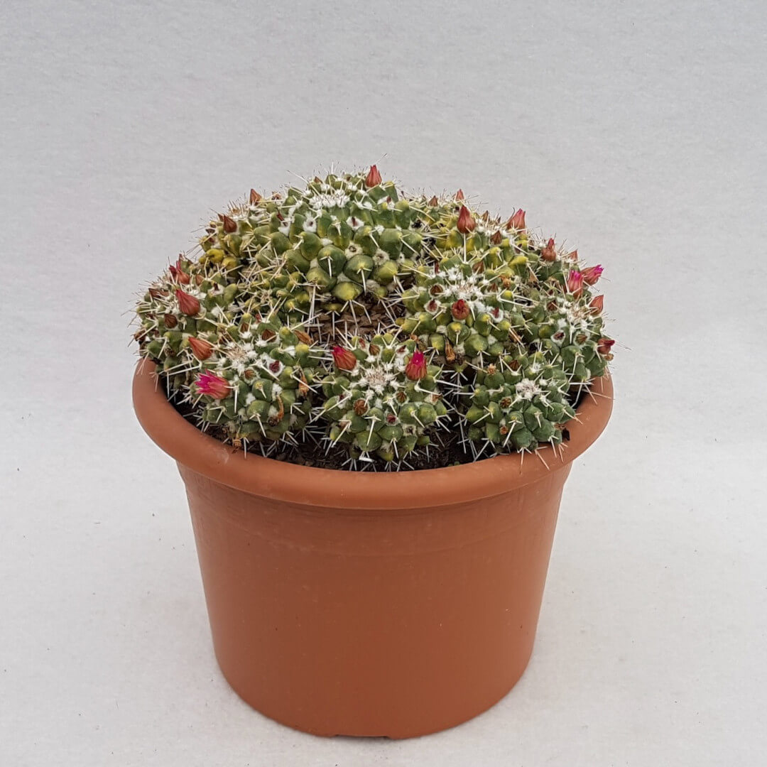 Mammillaria compressa Ø 24 cm