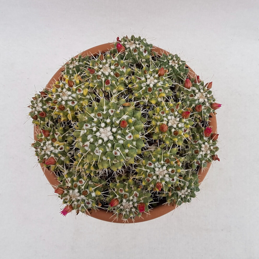 Mammillaria compressa Ø 24 cm