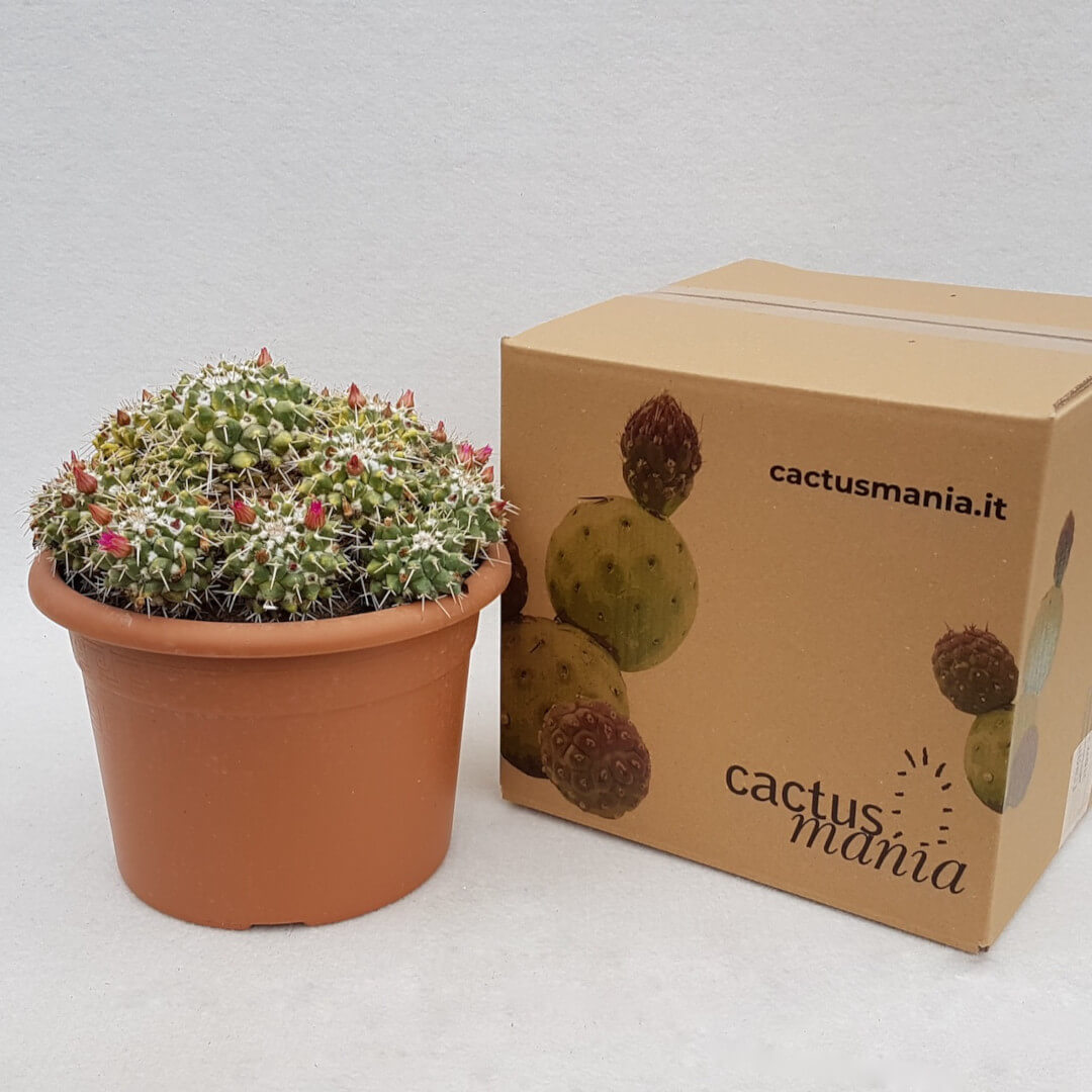 Mammillaria compressa Ø 24 cm