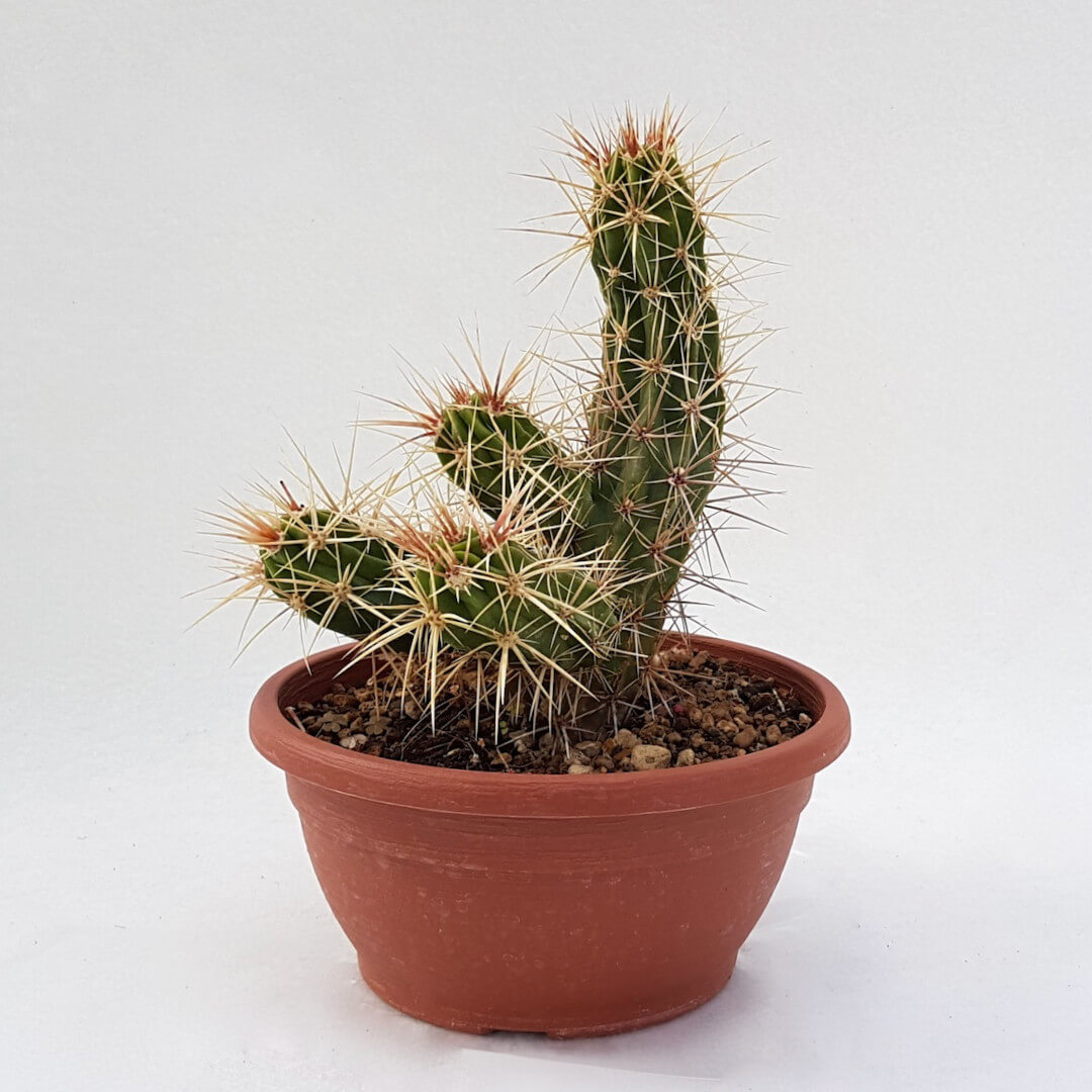Echinocereus maritimus  20 cm | Boutique CactusMania