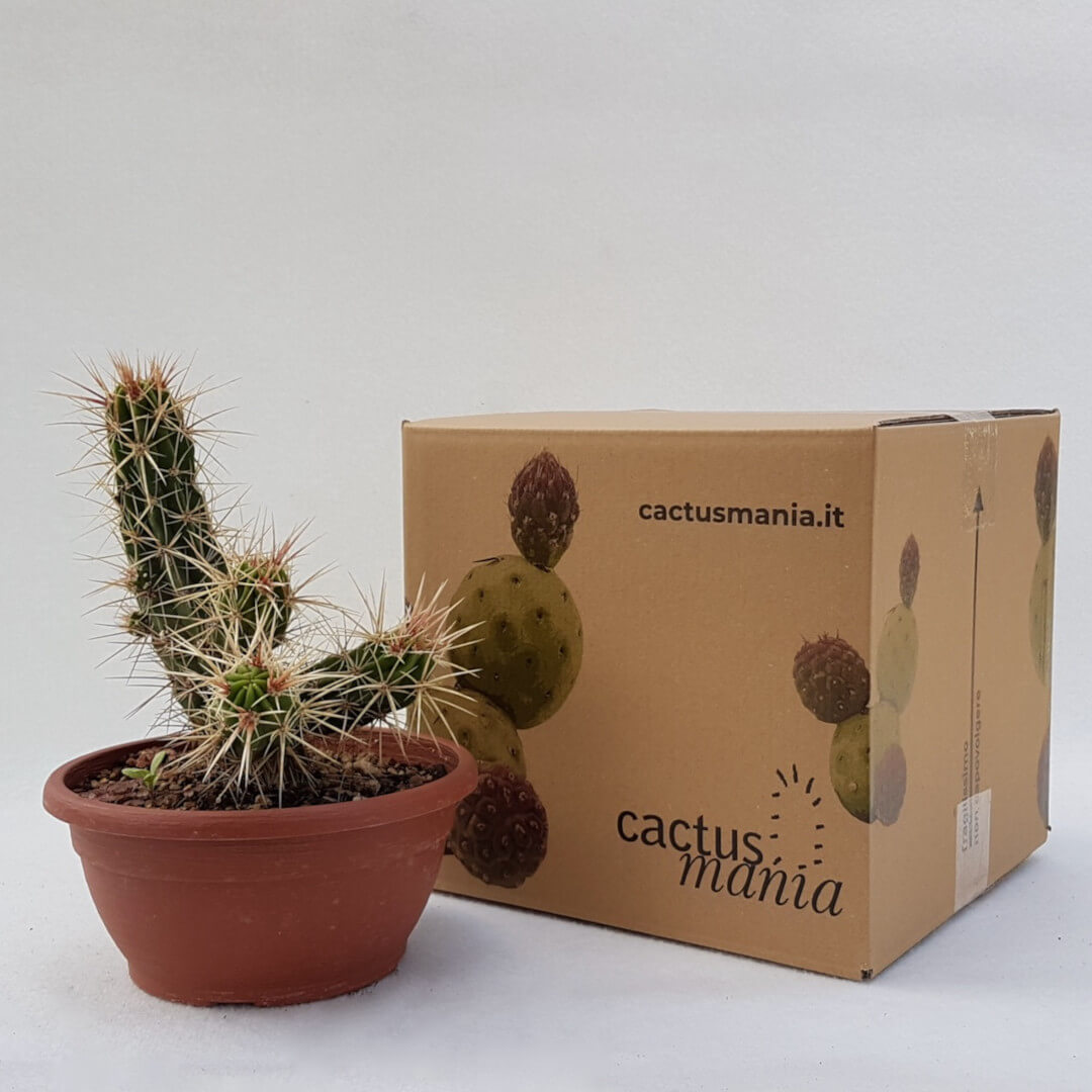 sichtschutz glanzmispel hochstamm Glanzmispel als Spalierbaum bestellen?