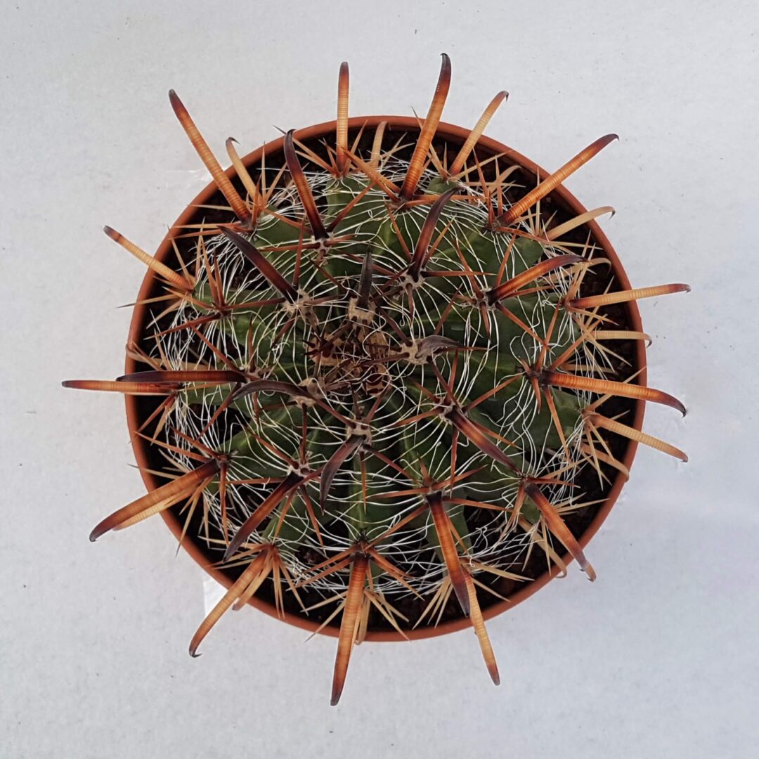 Ferocactus horridus Ø 25 cm