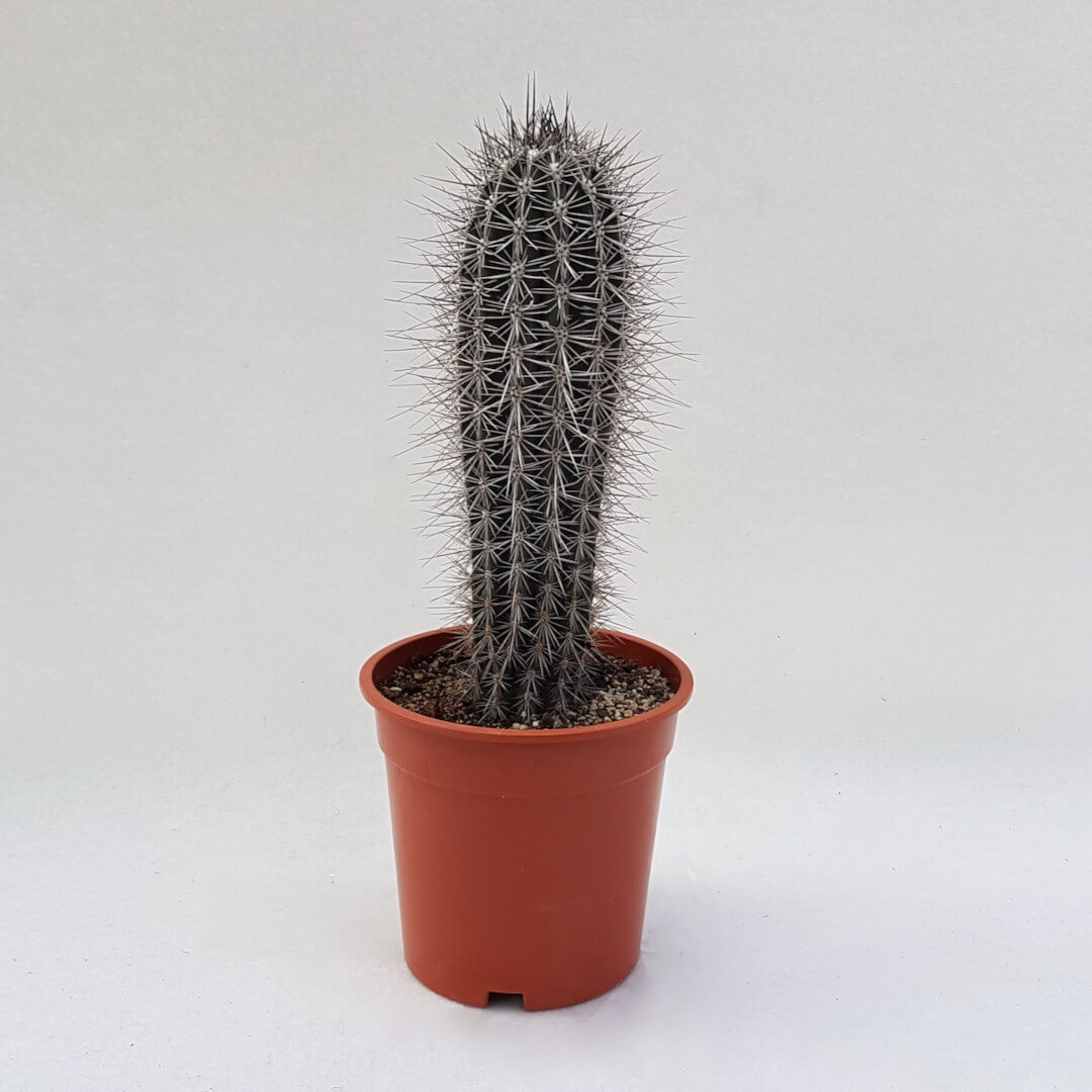Pachycereus pringlei Ø 17 cm