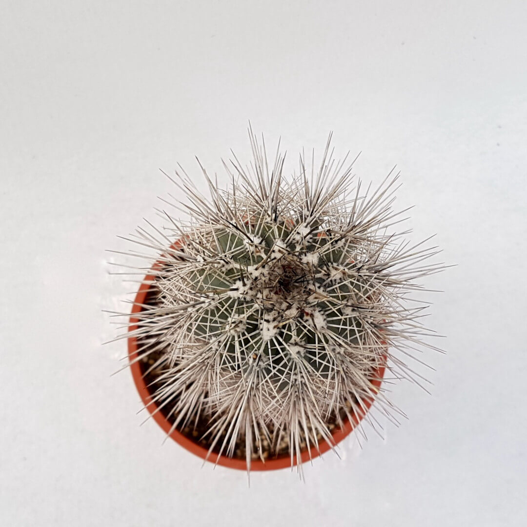 Pachycereus pringlei Ø 17 cm