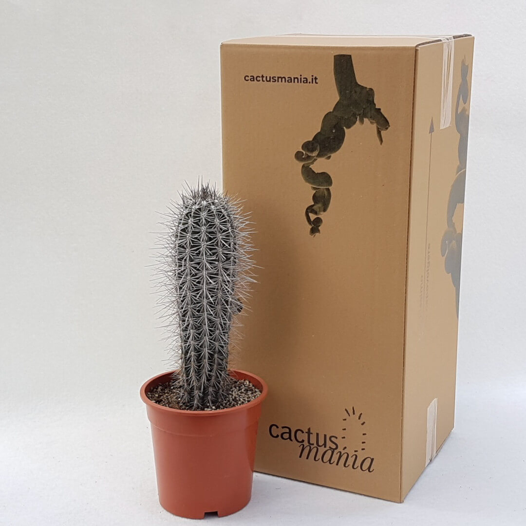Pachycereus pringlei Ø 17 cm
