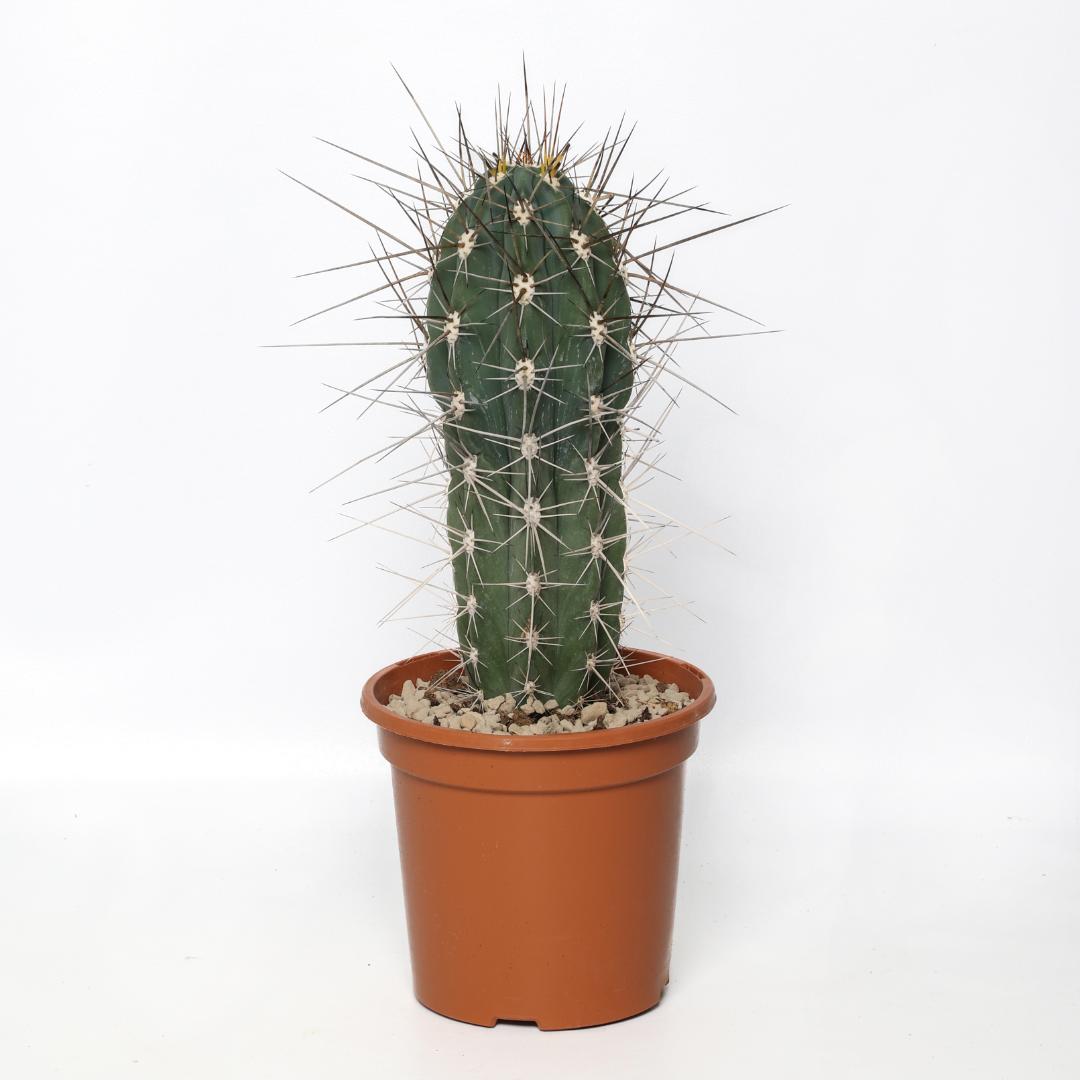 Stetsonia coryne  17 cm | Boutique CactusMania