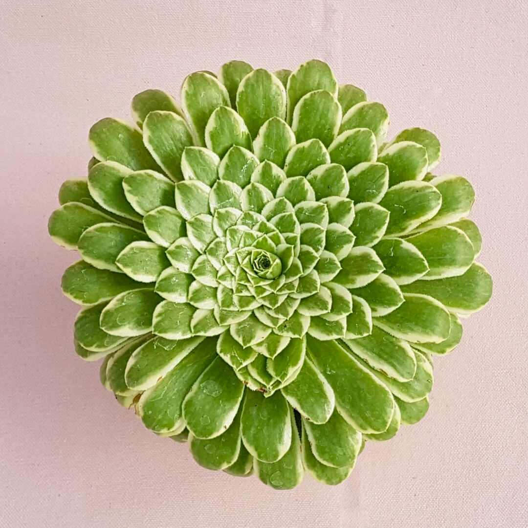 Aeonium Emerald Ice f. variegata Ø 10,5 cm
